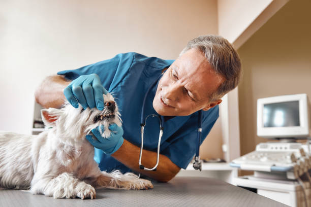 Best Same-Day Emergency Dentist in Kaufman, TX